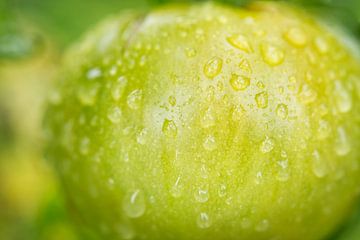 Groene tomaat met regendruppels I van Iris Holzer Richardson