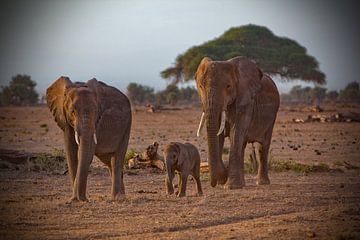 Olifanten familie