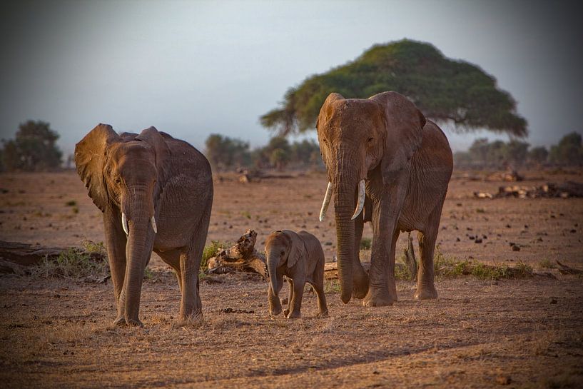 Elephantsfamily by Peter Michel