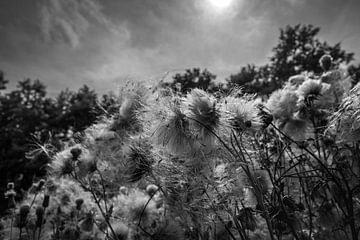 nature walk by Eugene Winthagen