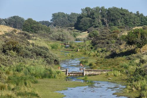Waterleidingduinen Zandvoort