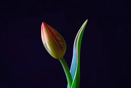 Tulip