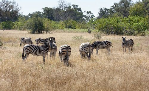 Zebrakudde in Botswana
