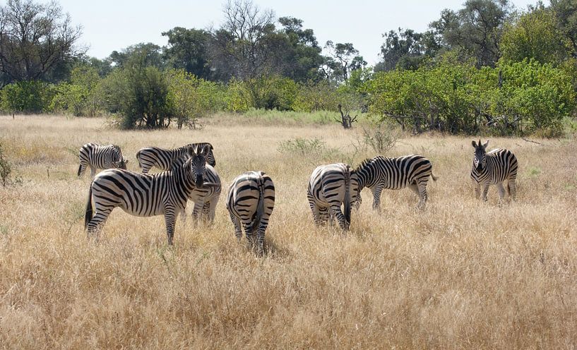 Troupeau de zèbres au Botswana par Achim Prill