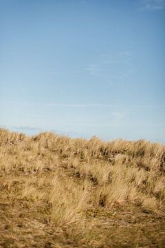 Ameländer Dünen in der warmen Spätsommersonne von Holly Klein Oonk