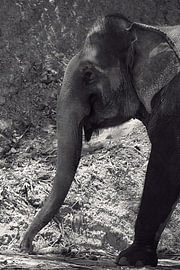 Asian elephant in profile in black and white