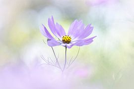 Ecstasy in Life 2 by Bob Daalder