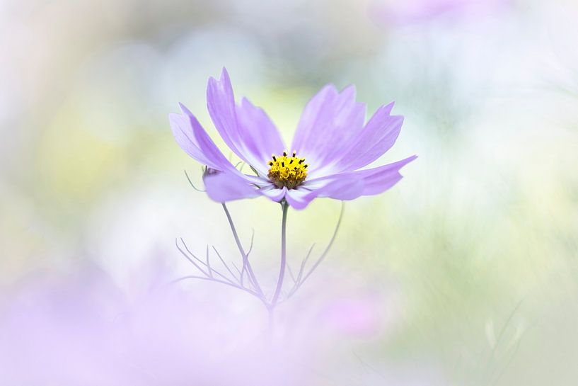 Ecstasy in Life 2 van Bob Daalder