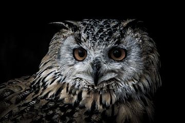 Portrait of an owl by Pureframed Photos