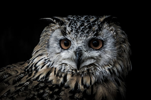 Portrait einer Eule