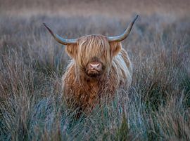 Schotse hooglander van Harry Punter