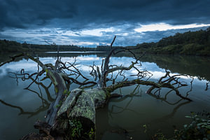 Baum im See