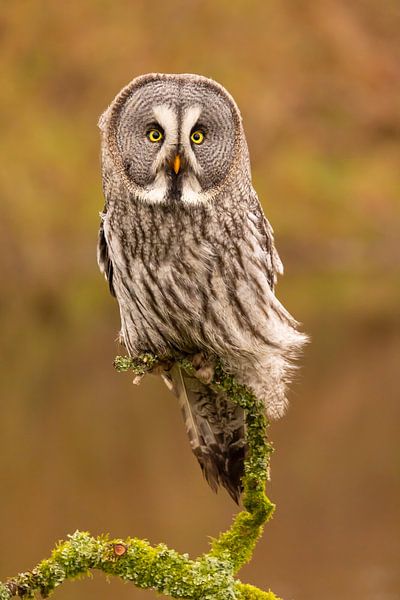 Lapland owl, Strix nebulosa. by Gert Hilbink
