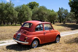 Fiat 500 à Olive Grove (2)