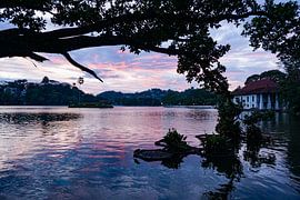 Overhanging tree by beautiful pink sky by Bente van Maris