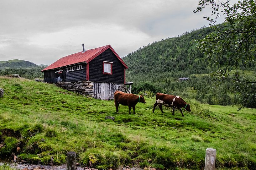Typsiche Norwegen von MaxDijk Fotografie shop