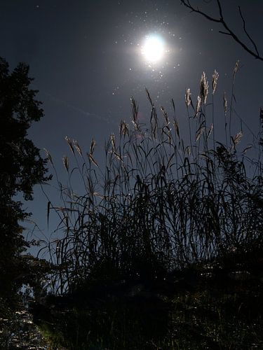 zon in het water by angelique van vliet