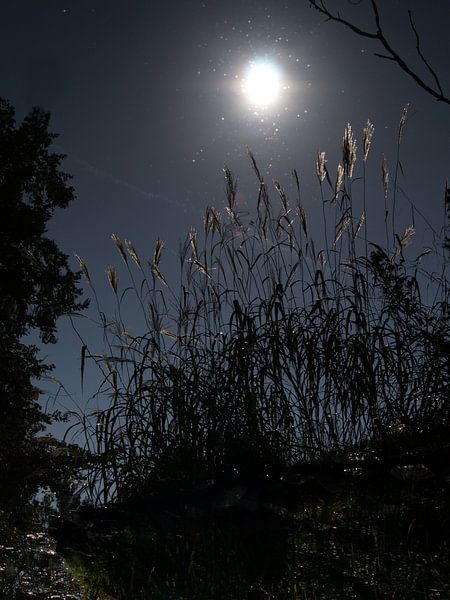 zon in het water par angelique van vliet