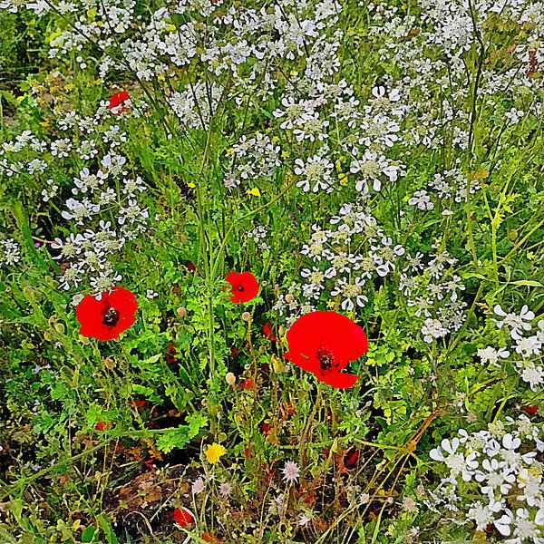 Poppies And Cow Parsley 3 by Dorothy Berry-Lound