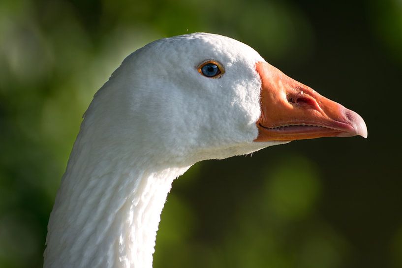 Witte gans von Kim de Been