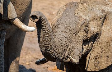 olifant zoekt verbinding van Ed Dorrestein