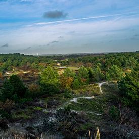 Overzicht schoorlse bos van Martijn Tilroe
