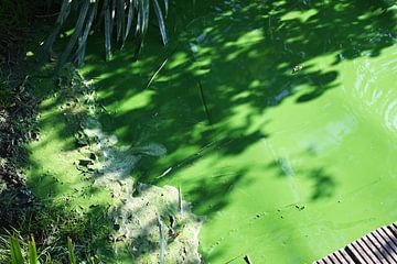 Grünes Wasser (verfärbt) im See des Haarlemmermeer-Waldes (Hoofddorp) von JGL Market