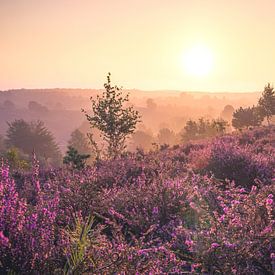 Sunrise on the Posbank by Nicky Kapel