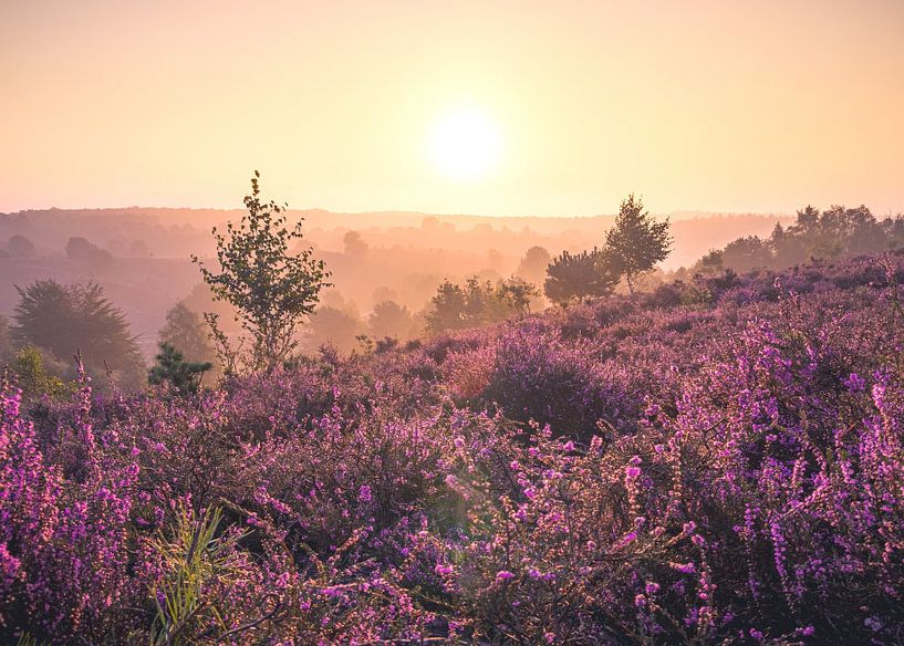 Zonsopkomst op de Posbank van Nicky Kapel