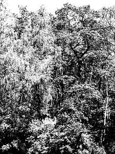 Tree Magic 191-B
