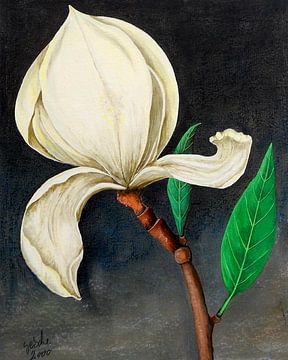 Magnolia by Gertrud Scheffler