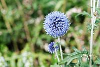 Blauwe Uienbloem 