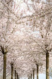 Avenue with Blossom Trees 1 by Alie Ekkelenkamp