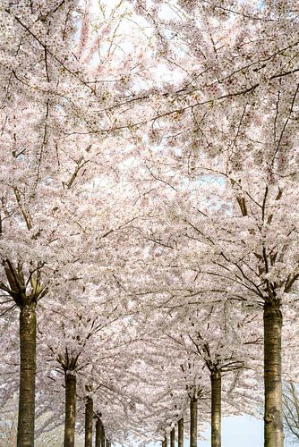 Laan met Bloesem. Bomen 1