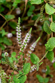Mentha suaveolens