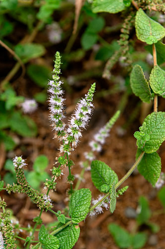 Mentha suaveolens