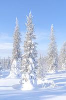 Winter in Lapland