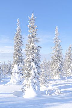 Winter in Lapland van Nicole Geerinck