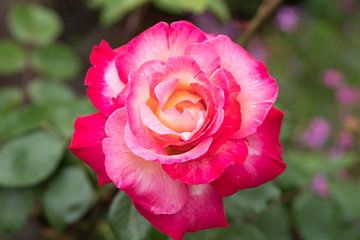Roze Roos van Lisenka Pauw
