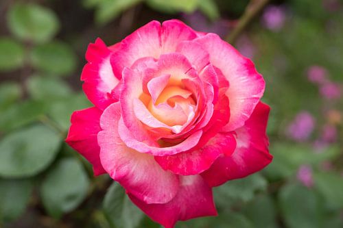 Pink Rose