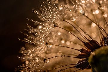 Droplets glisten on the dandelion fluff in "gold" light by Marjolijn van den Berg