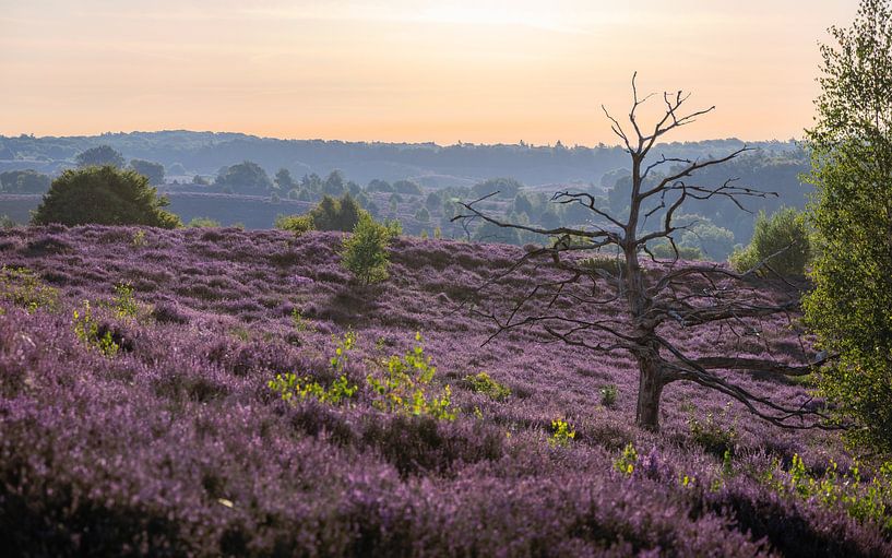 Parc national de Veluwezoom par Nicky Kapel