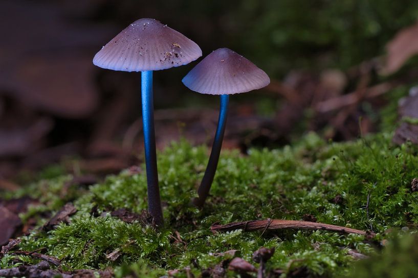 Delicate paddenstoelen filigraan op de bosgrond van Martin Köbsch