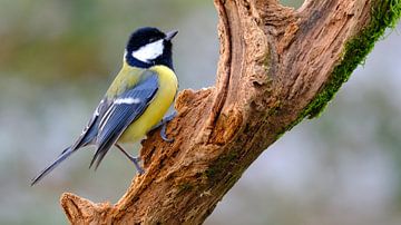 Titmouse by Sabrina de Vries