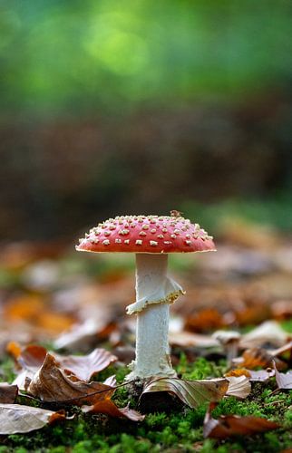 Fly agaric in the Waterloopbos, Flevoland, Netherlands