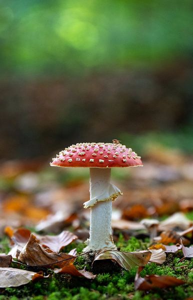 Fly agaric in the Waterloopbos, Flevoland, Netherlands by Mirjam Dolstra