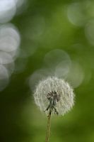 Paardenbloem