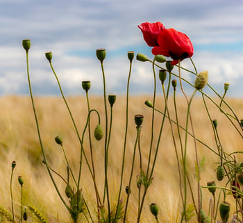 Poppy