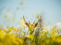 Fallow deer