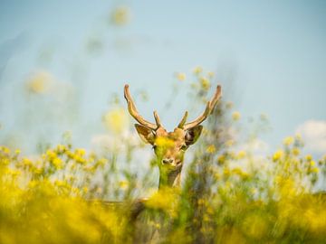 Fallow deer by Kayleigh Heppener